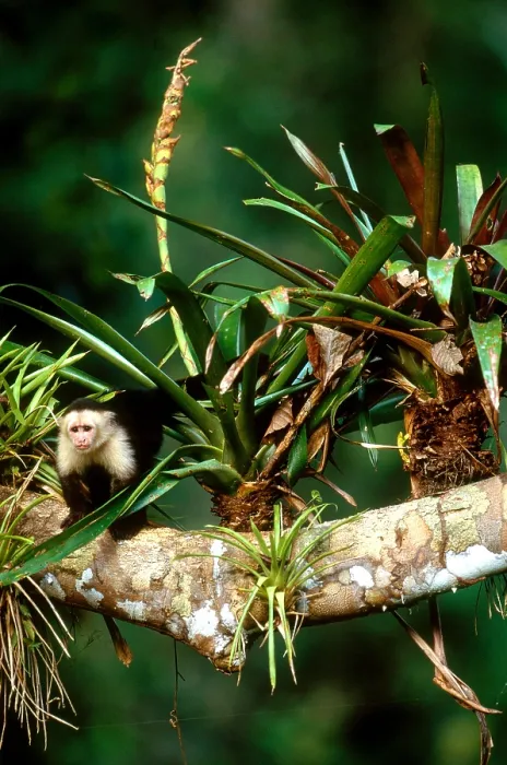 Framed Print : White-headed Capuchin