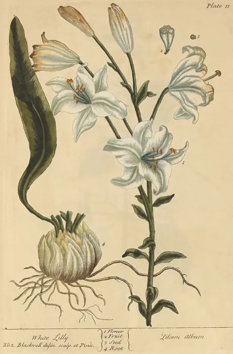 Framed Print : White Lily, Medicinal Plant, 1737 Framed Print : White Lily, Medicinal Plant, 1737