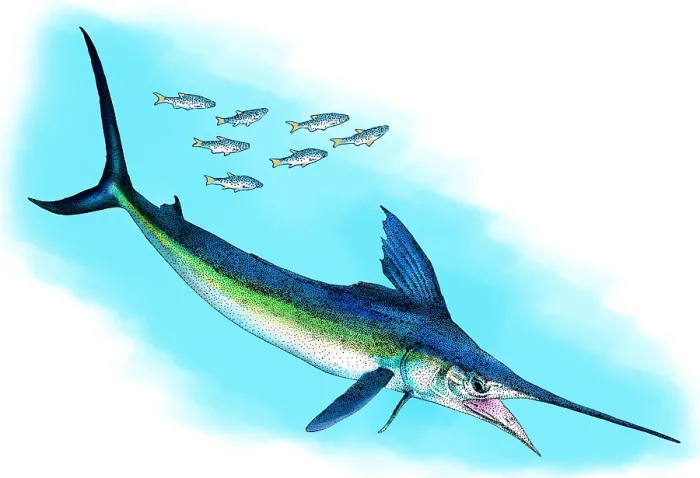 Framed Print : White marlin Framed Print : White marlin