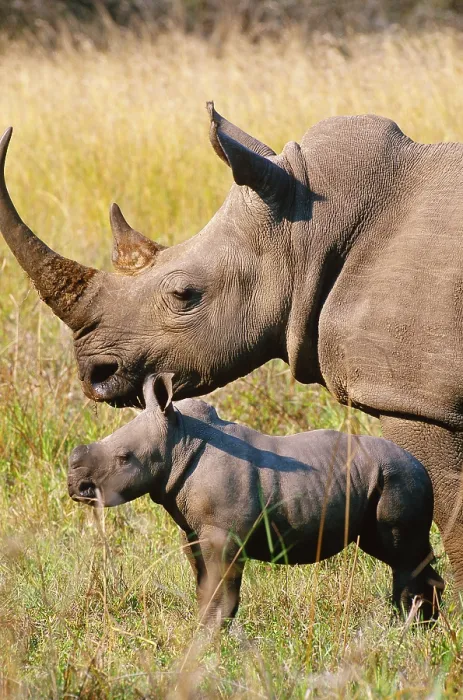 Framed Print : White Rhino mother and young Framed Print : White Rhino mother and young