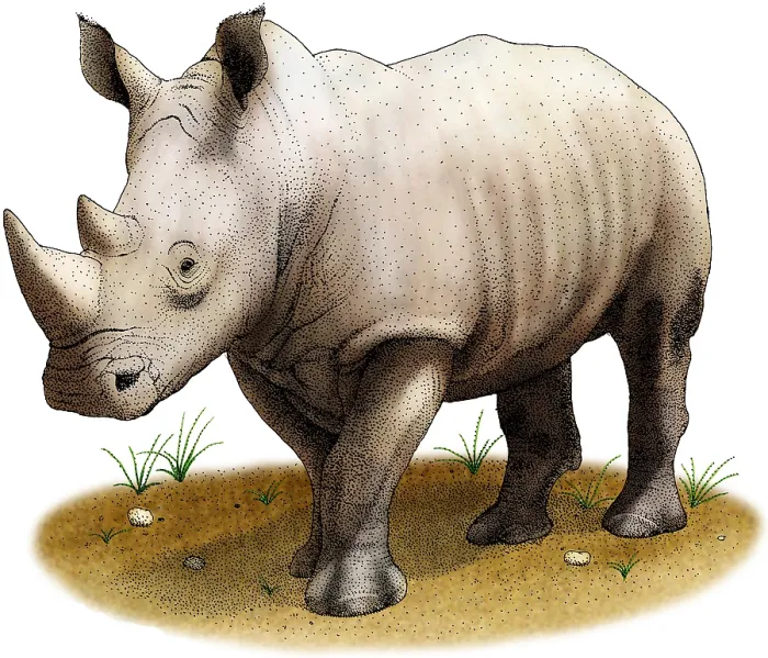 Framed Print : White Rhinoceros Framed Print : White Rhinoceros