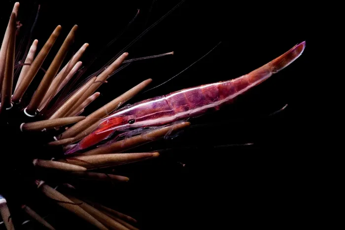 Framed Print : White Stripe Urchin Shrimp Framed Print : White Stripe Urchin Shrimp