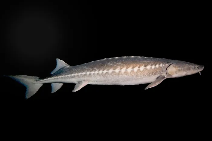 Framed Print : White Sturgeon