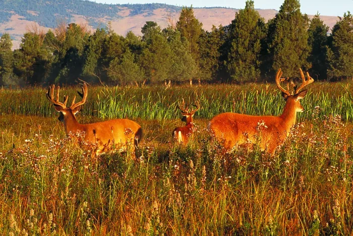 Framed Print : White-tailed deer