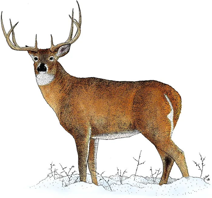 Framed Print : White-tailed Deer, Illustration Framed Print : White-tailed Deer, Illustration