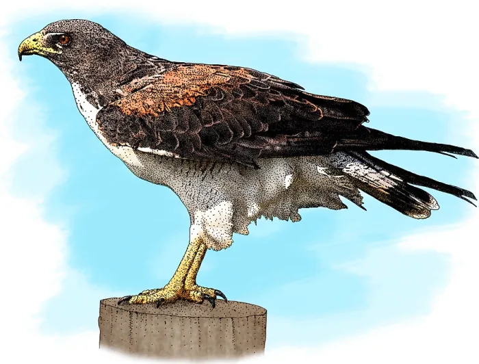 Framed Print : White Tailed Hawk Framed Print : White Tailed Hawk