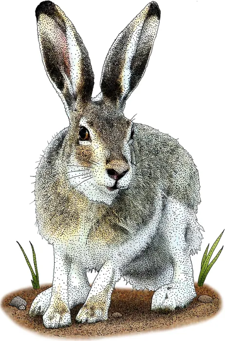 Framed Print : White-tailed Jackrabbit, Illustration