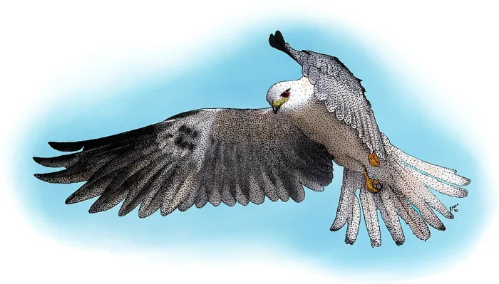 Framed Print : White-Tailed Kite Framed Print : White-Tailed Kite