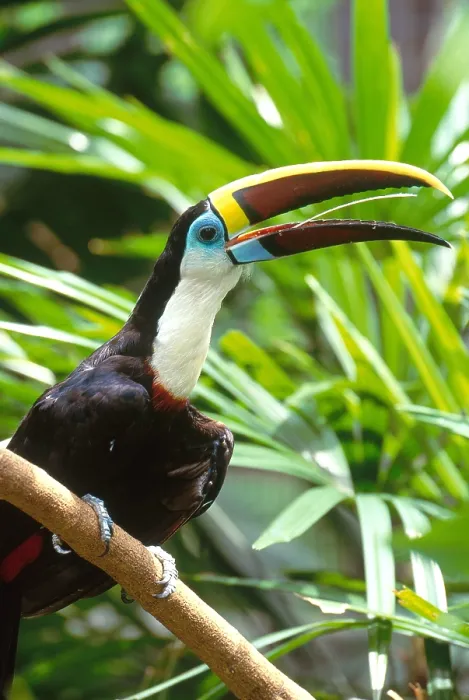 Framed Print : White-throated Toucan