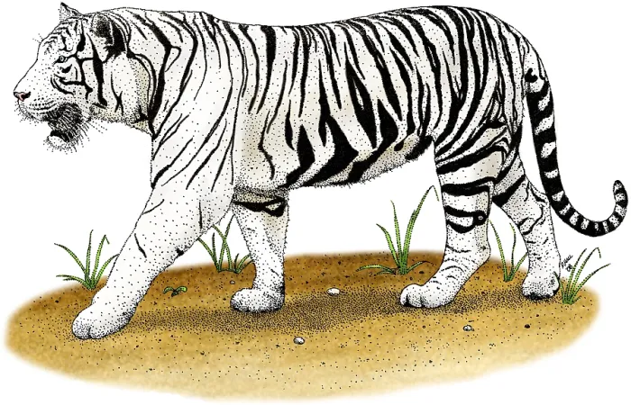 Framed Print : White Tiger