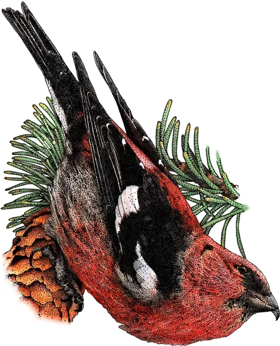 Framed Print : White Winged Crossbill Framed Print : White Winged Crossbill