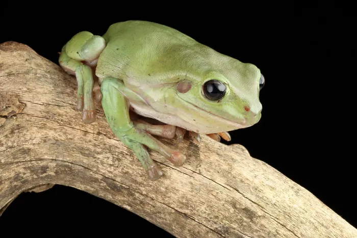 Framed Print : White's Tree Frog (Litoria caerulea) Framed Print : White's Tree Frog (Litoria caerulea)