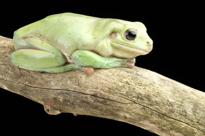 Framed Print : White's Tree Frog (Litoria caerulea) Framed Print : White's Tree Frog (Litoria caerulea)