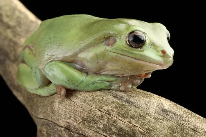 Framed Print : White's Tree Frog (Litoria caerulea) Framed Print : White's Tree Frog (Litoria caerulea)