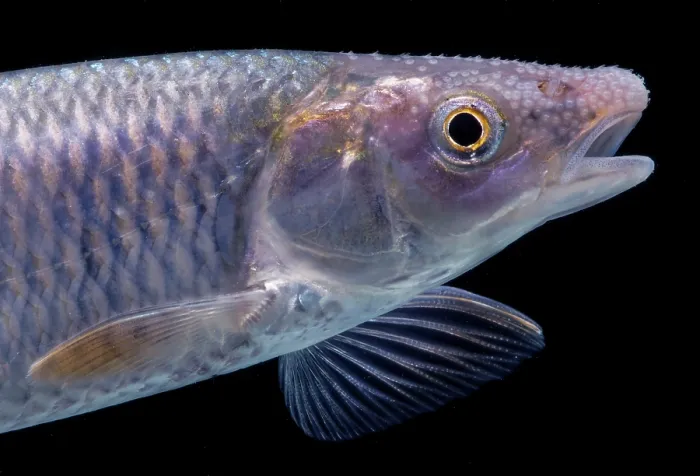 Framed Print : Whitetail Shiner (Cyprinella galactura)