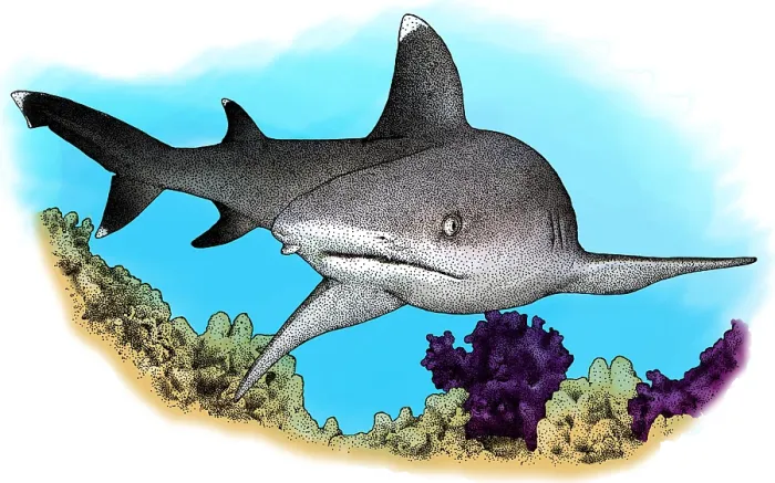 Framed Print : Whitetip Reef Shark, Illustration Framed Print : Whitetip Reef Shark, Illustration