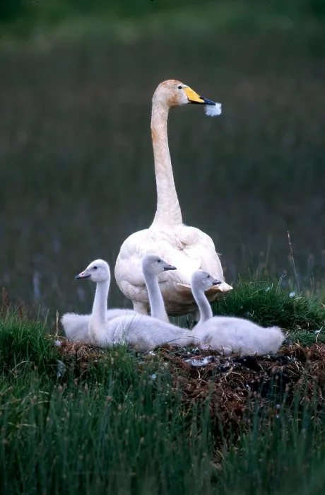Framed Print : Whooper Swan with Cygnets Framed Print : Whooper Swan with Cygnets