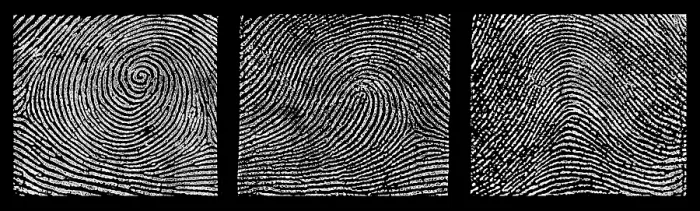 Framed Print : Whorl, Loop, and Arch Fingerprints Framed Print : Whorl, Loop, and Arch Fingerprints