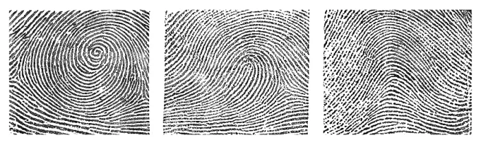 Framed Print : Whorl, Loop, and Arch Fingerprints Framed Print : Whorl, Loop, and Arch Fingerprints
