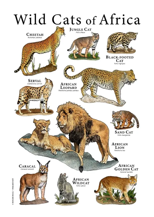 Framed Print : Wild Cats of Africa
