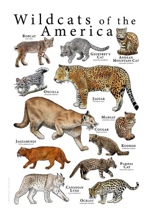 Framed Print : Wild Cats of the Americas Framed Print : Wild Cats of the Americas