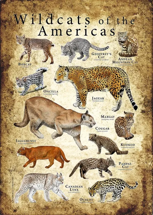 Framed Print : Wild Cats of the Americas Framed Print : Wild Cats of the Americas