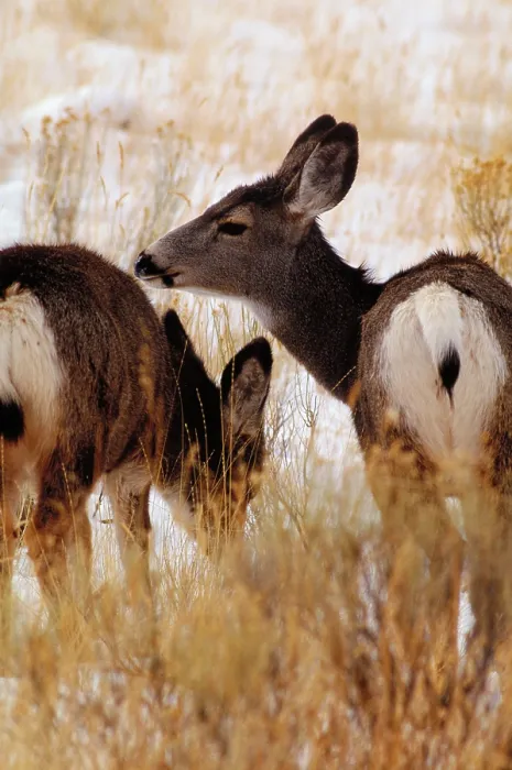 Framed Print : Wild deer. Wild mule deer (Odocoileus hemionus) grazing in Yellowstone National Park Framed Print : Wild deer. Wild mule deer (Odocoileus hemionus) grazing in Yellowstone National Park