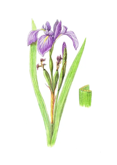 Framed Print : Wild Iris. Illustration of the wild iris (Dietes iridioides)