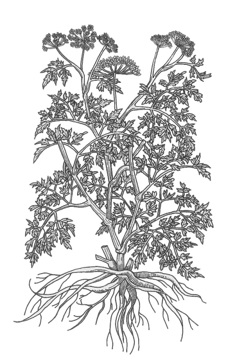 Framed Print : Wild Parsley Framed Print : Wild Parsley