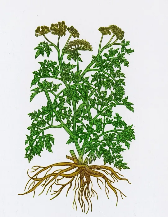 Framed Print : Wild Parsley Framed Print : Wild Parsley