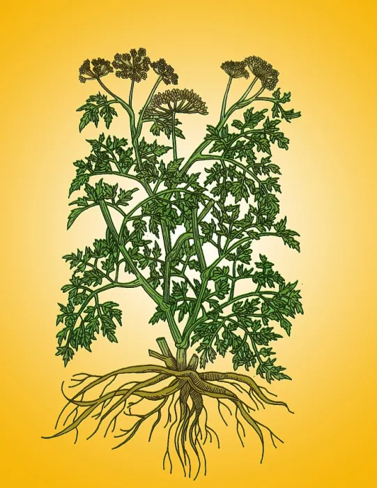Framed Print : Wild Parsley Framed Print : Wild Parsley