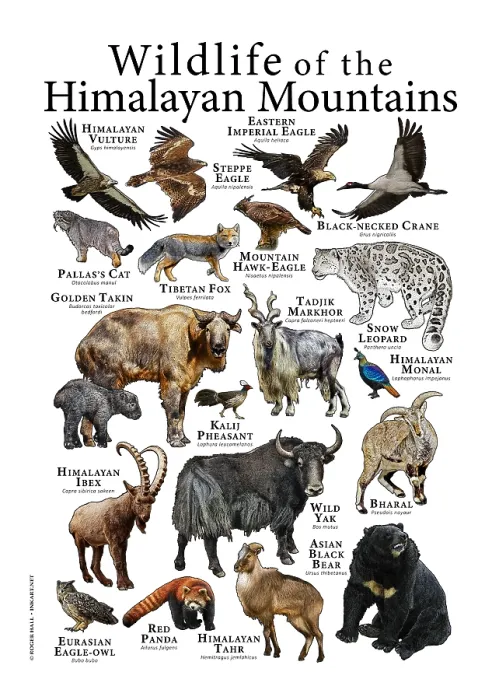 Framed Print : Wildlife of the Himalayan Mountains Framed Print : Wildlife of the Himalayan Mountains