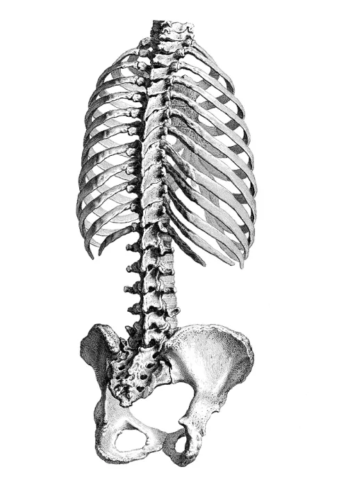 Framed Print : William Cheselden, 'Osteographia', 1733 Framed Print : William Cheselden, 'Osteographia', 1733