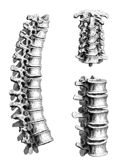 Framed Print : William Cheselden, 'Osteographia', 1733 Framed Print : William Cheselden, 'Osteographia', 1733