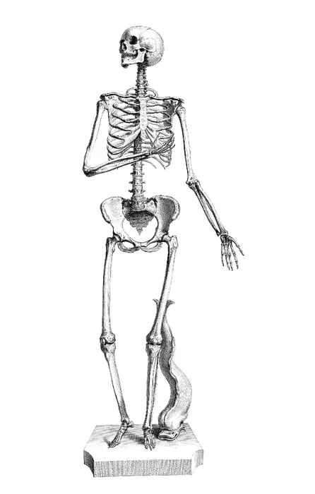 Framed Print : William Cheselden, 'Osteographia', 1733 Framed Print : William Cheselden, 'Osteographia', 1733