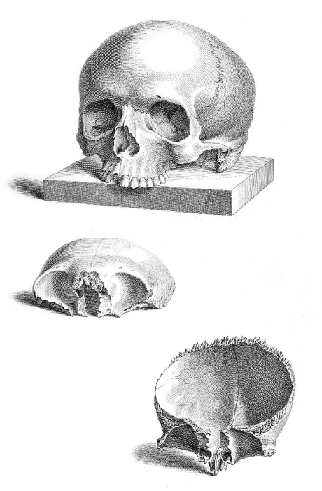 Framed Print : William Cheselden, 'Osteographia', 1733 Framed Print : William Cheselden, 'Osteographia', 1733