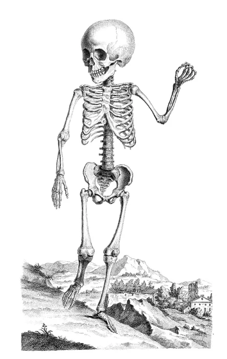 Framed Print : William Cheselden, 'Osteographia', 1733 Framed Print : William Cheselden, 'Osteographia', 1733