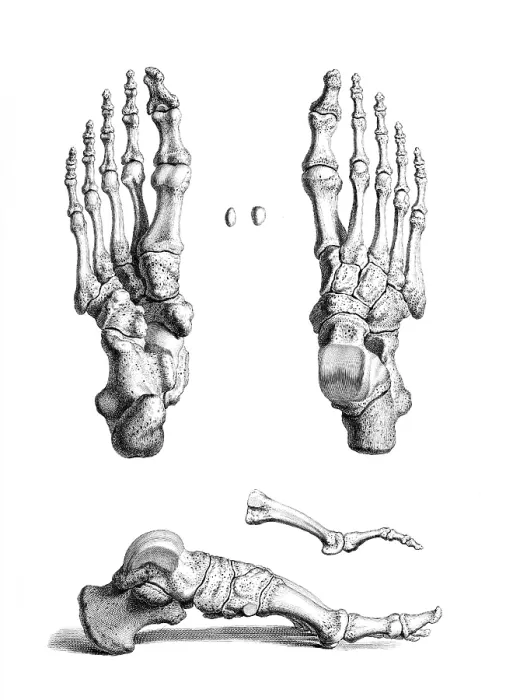 Framed Print : William Cheselden, 'Osteographia', 1733 Framed Print : William Cheselden, 'Osteographia', 1733