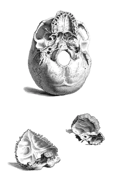 Framed Print : William Cheselden, 'Osteographia', 1733 Framed Print : William Cheselden, 'Osteographia', 1733