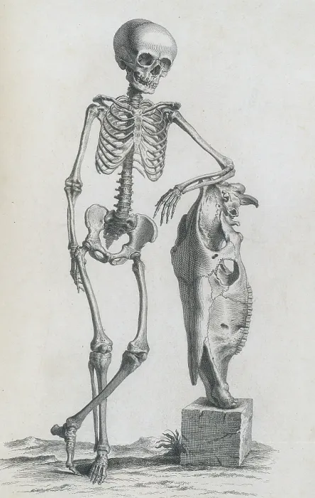 Framed Print : William Cheselden, 'Osteographia', 1733 Framed Print : William Cheselden, 'Osteographia', 1733