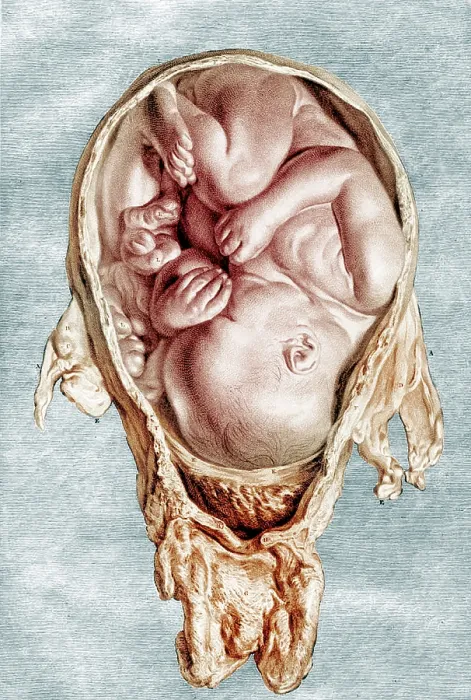 Framed Print : William Hunter, Anatomia uteri humani gravidi, 1774