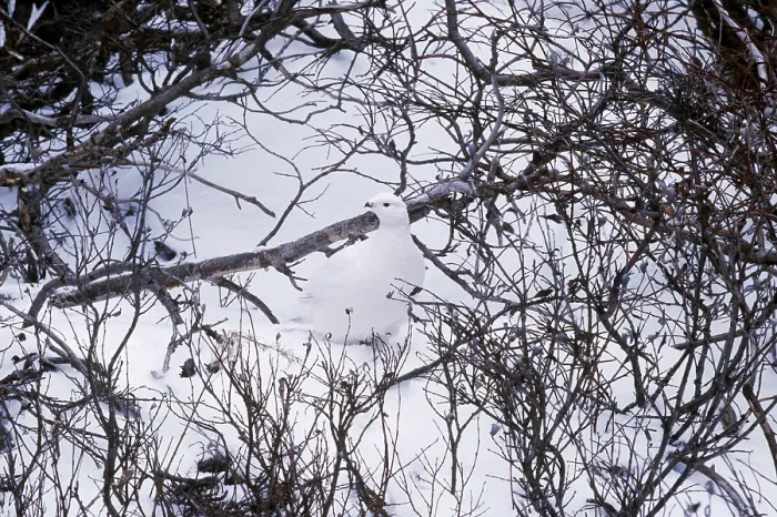 Framed Print : Willow Ptarmigan
