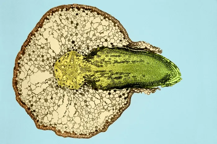 Framed Print : Willow Root Branch (3 of 3) under a microscope