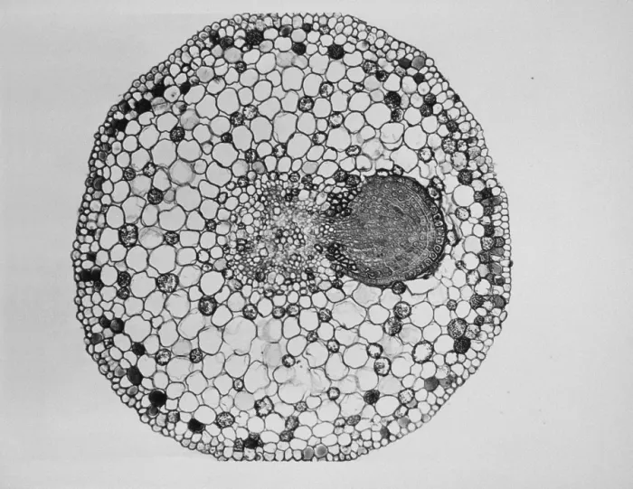 Framed Print : Willow Root Branch under a microscope