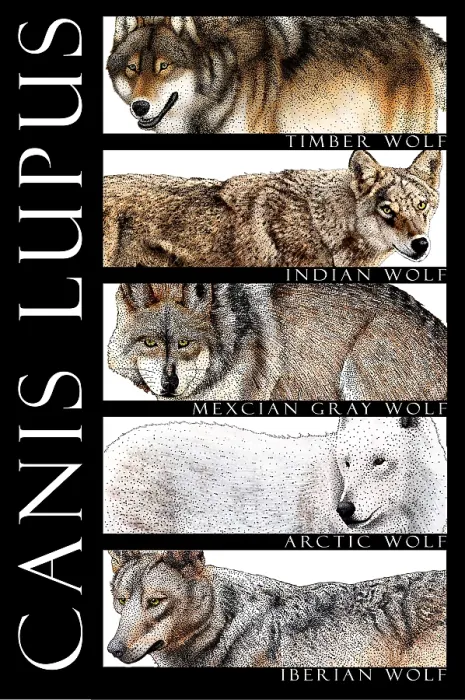 Framed Print : Wolves of the World Framed Print : Wolves of the World