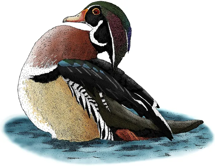 Framed Print : Wood Duck. Pen and ink illustration of a Wood Duck (Aix sponsa)