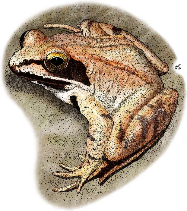 Framed Print : Wood Frog. Illustration of a Wood Frog (Rana sylvatica) Framed Print : Wood Frog. Illustration of a Wood Frog (Rana sylvatica)