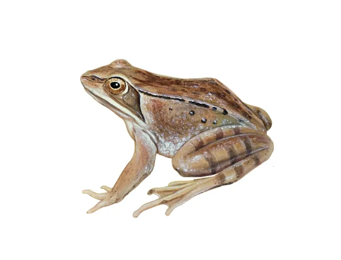 Framed Print : Wood Frog. Illustration of the wood frog (Rana sylvatica), whose range extends Framed Print : Wood Frog. Illustration of the wood frog (Rana sylvatica), whose range extends