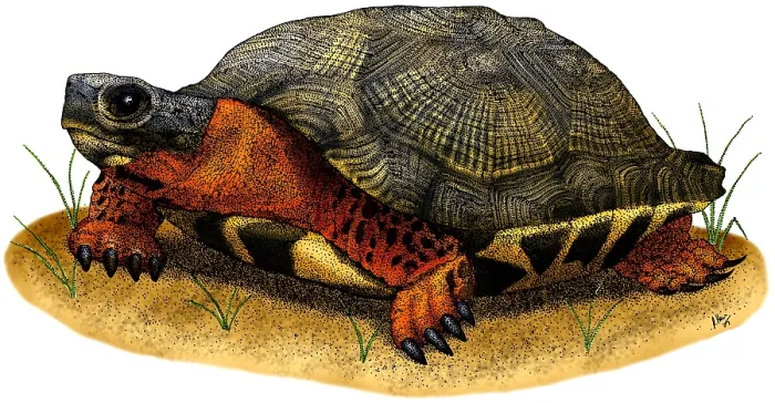 Framed Print : Wood Turtle Framed Print : Wood Turtle