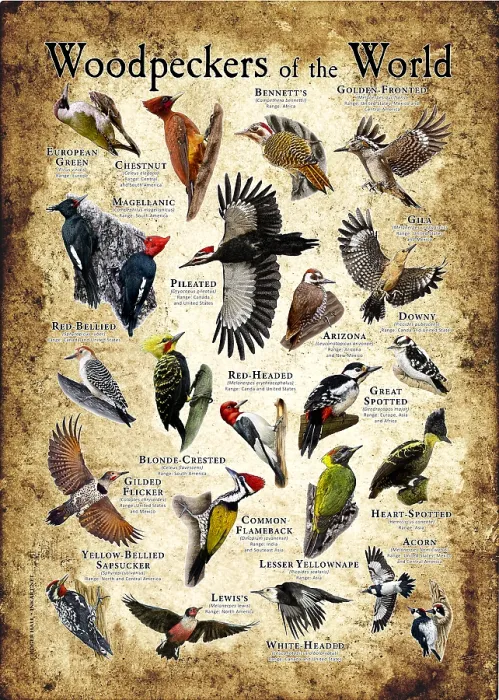 Framed Print : Woodpeckers of the World Framed Print : Woodpeckers of the World